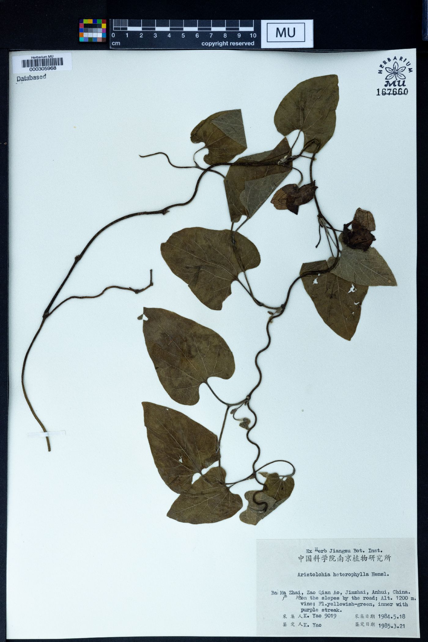 Aristolochia kaempferi image