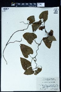 Aristolochia kaempferi image