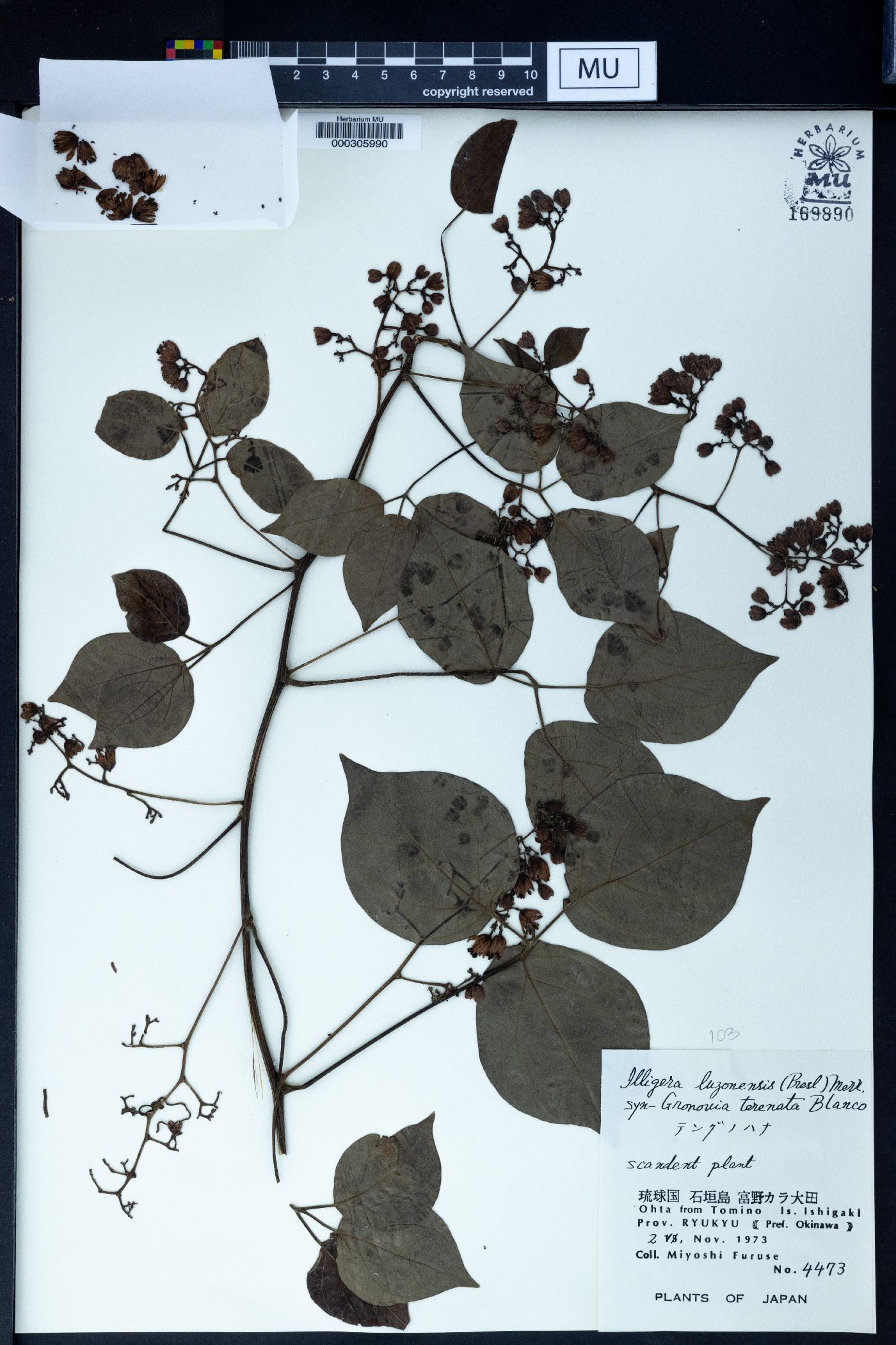 Illigera luzonensis image
