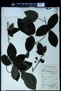 Image of Illigera parviflora
