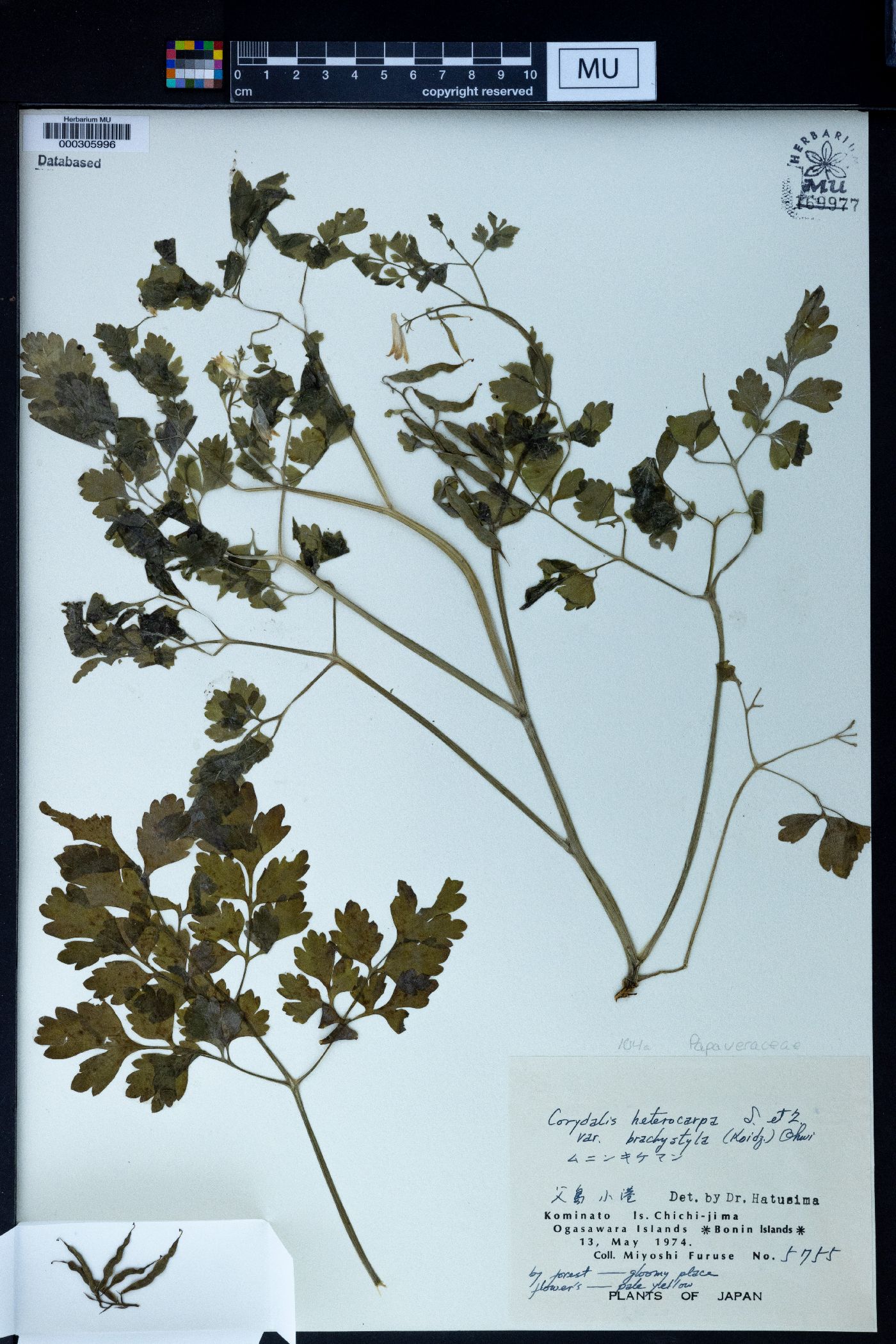 Corydalis heterocarpa image