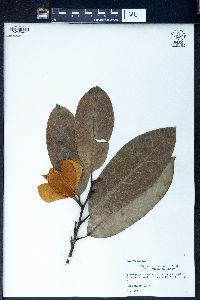 Magnolia macclurei image