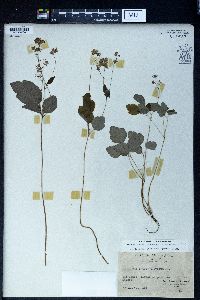 Thalictrum clavatum image