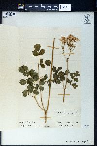 Thalictrum aquilegifolium image
