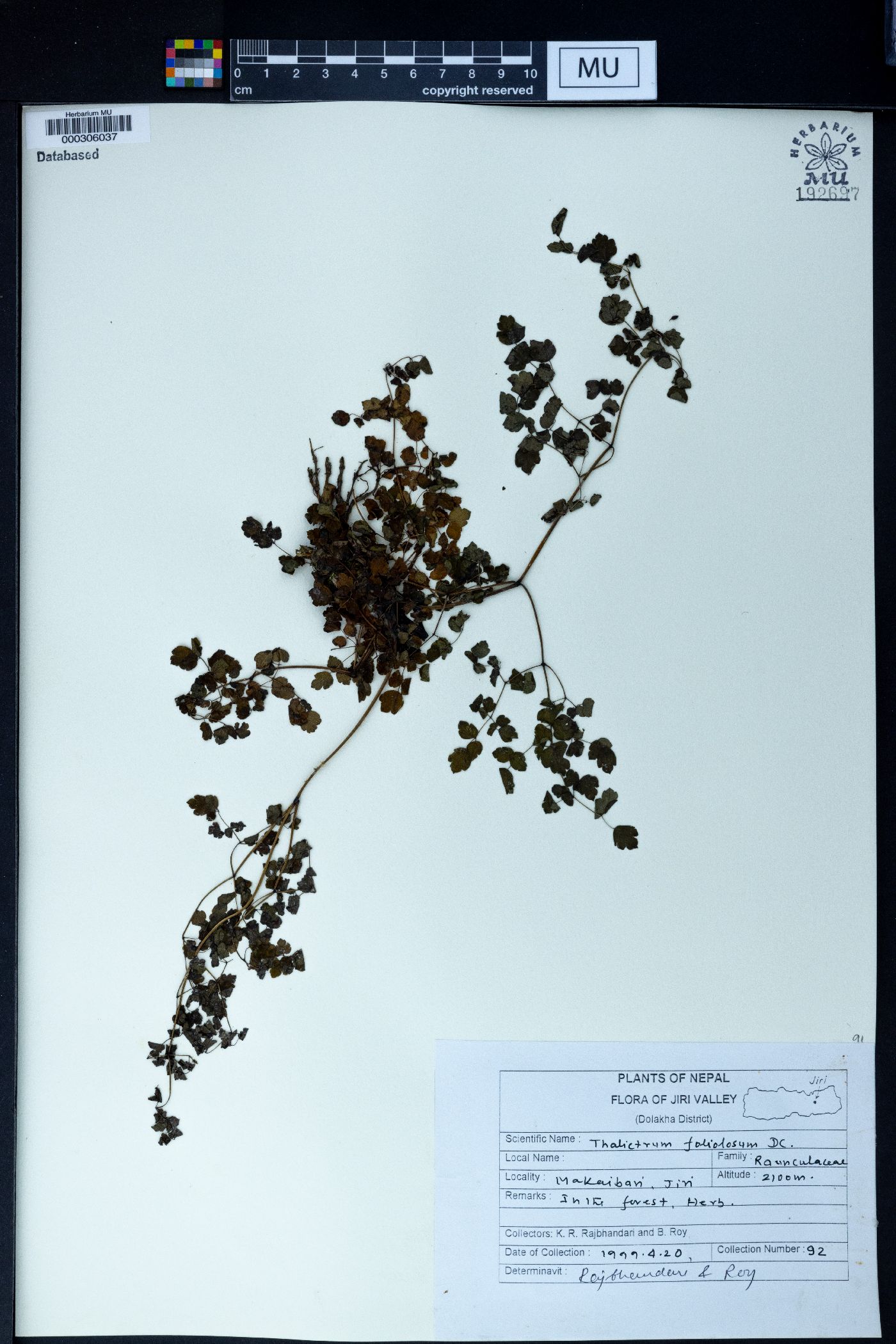 Thalictrum foliolosum image