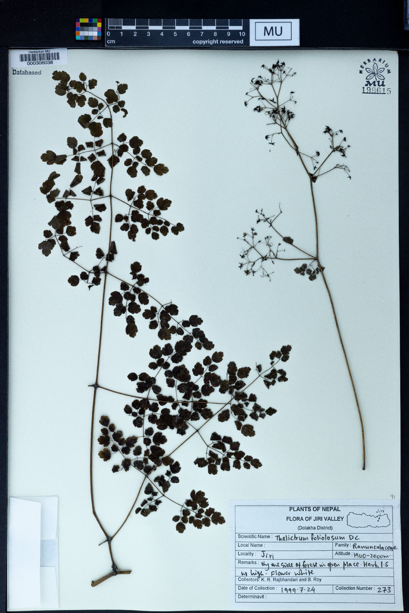 Thalictrum foliolosum image