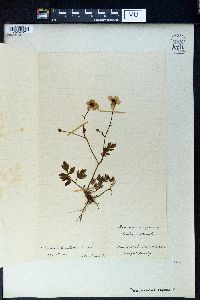 Ranunculus repens image