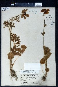 Ranunculus asiaticus image