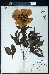Paeonia officinalis image