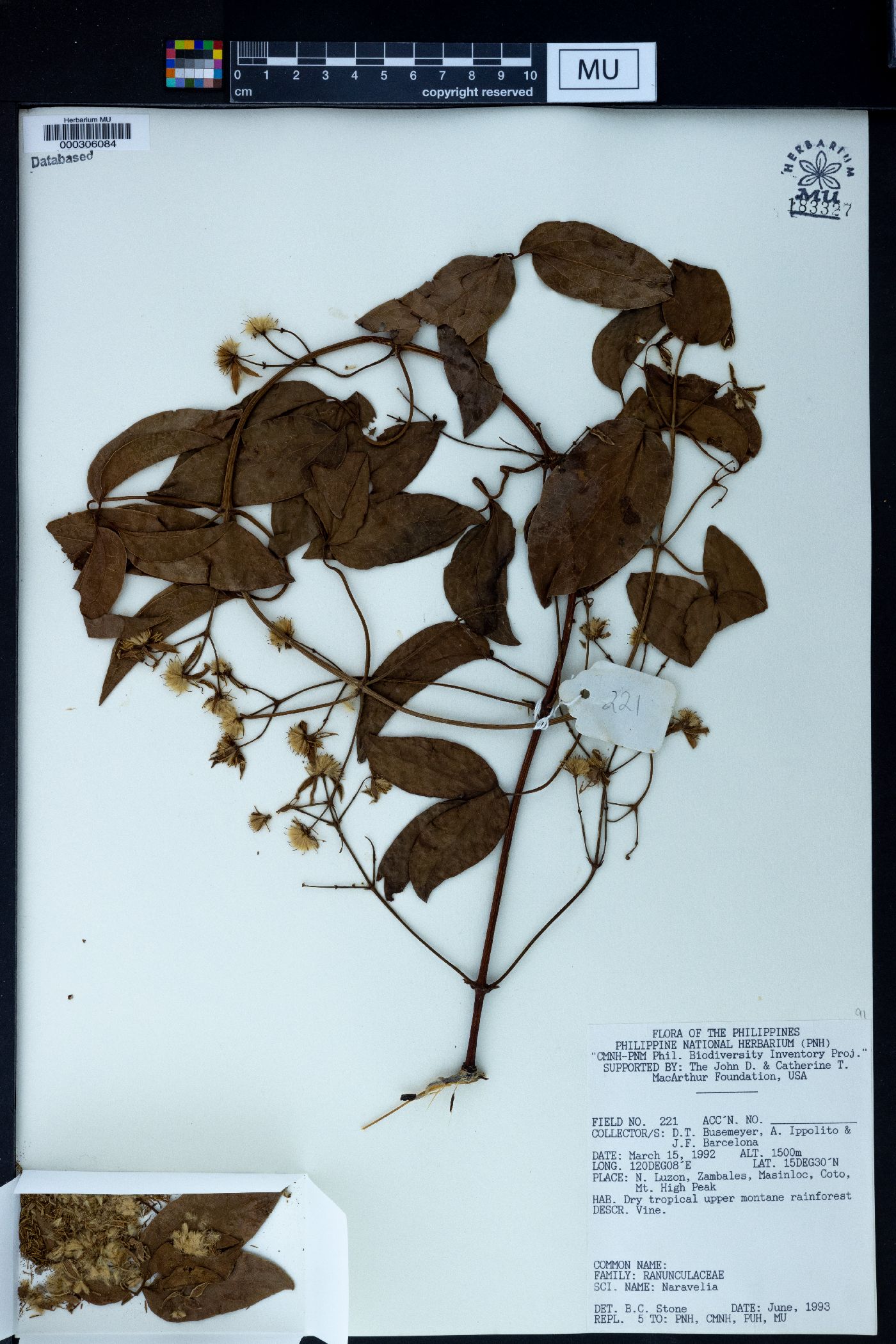 Naravelia image