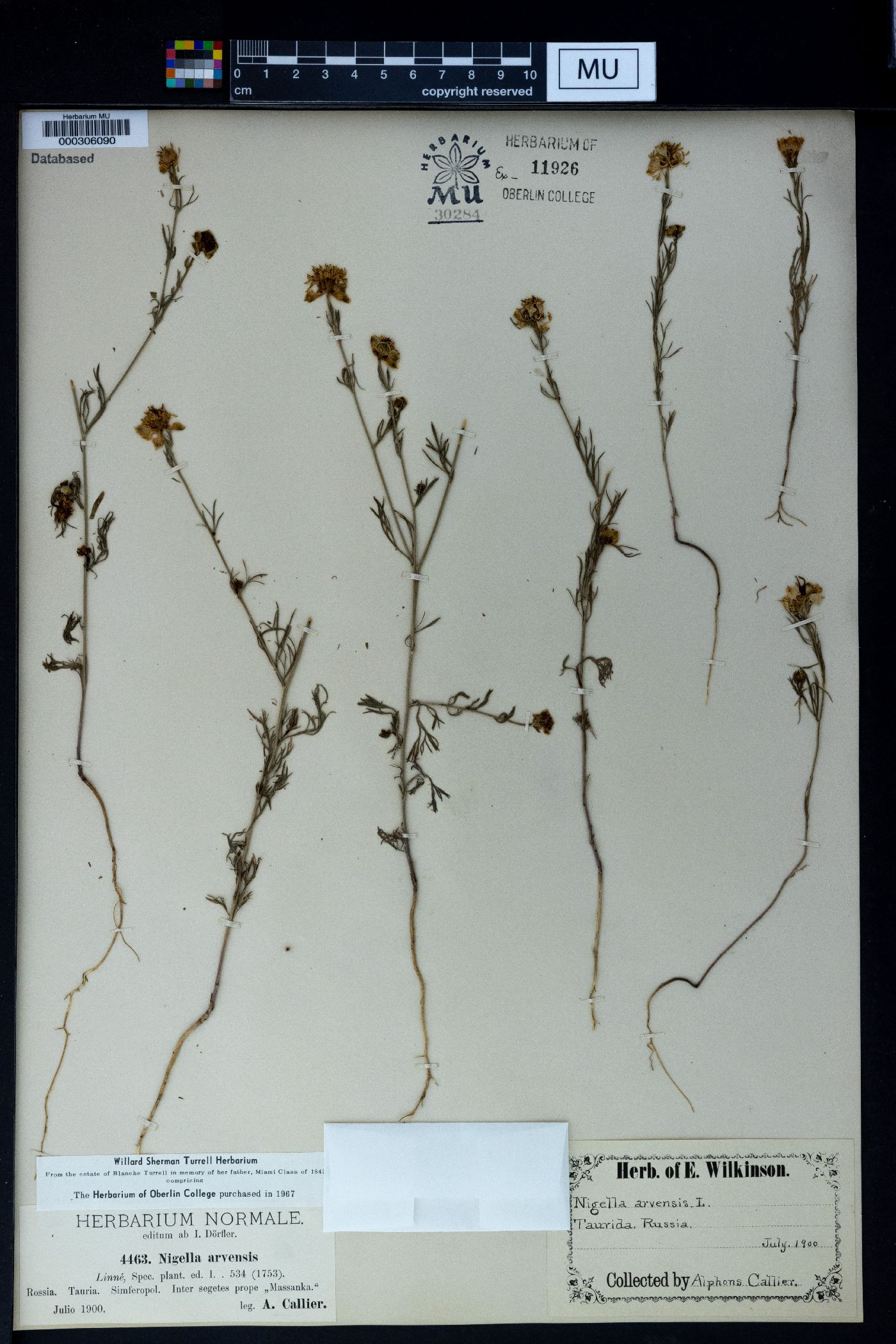 Nigella arvensis image