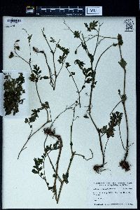 Delphinium anthriscifolium image