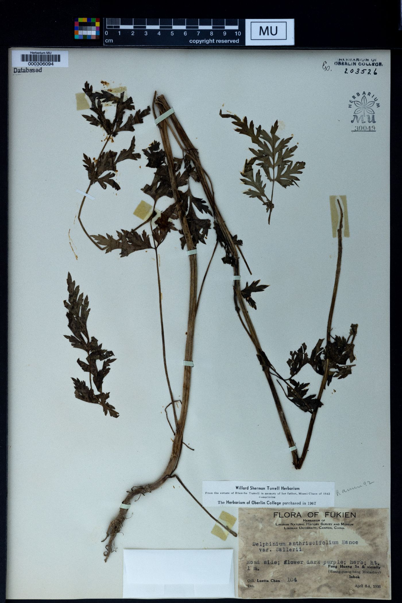 Delphinium anthriscifolium image