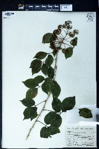 Clematis chinensis image