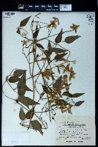 Clematis terniflora var. robusta image