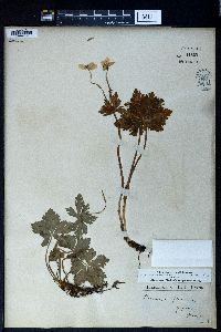Anemonastrum flaccidum image