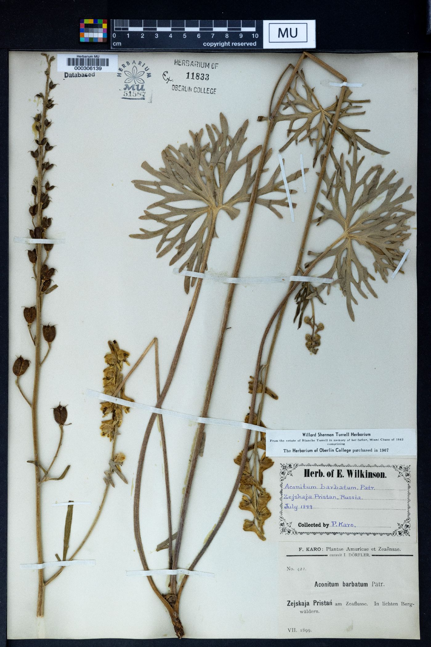 Aconitum barbatum image