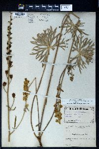 Aconitum barbatum image
