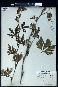 Aconitum fischeri image