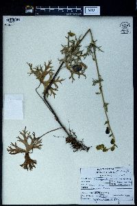 Aconitum ferox image