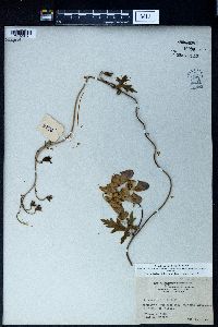 Image of Aconitum volubile