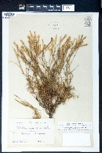 Image of Dianthus squarrosus