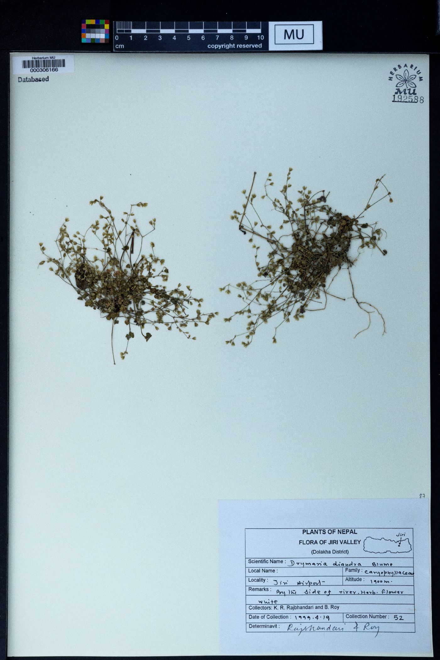 Drymaria diandra image