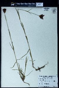 Dianthus membranaceus image