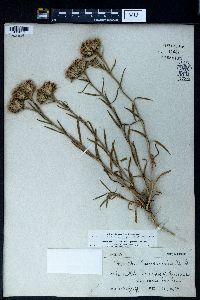 Dianthus pseudarmeria image