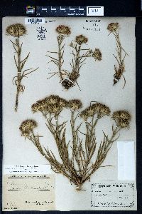 Dianthus pseudarmeria image