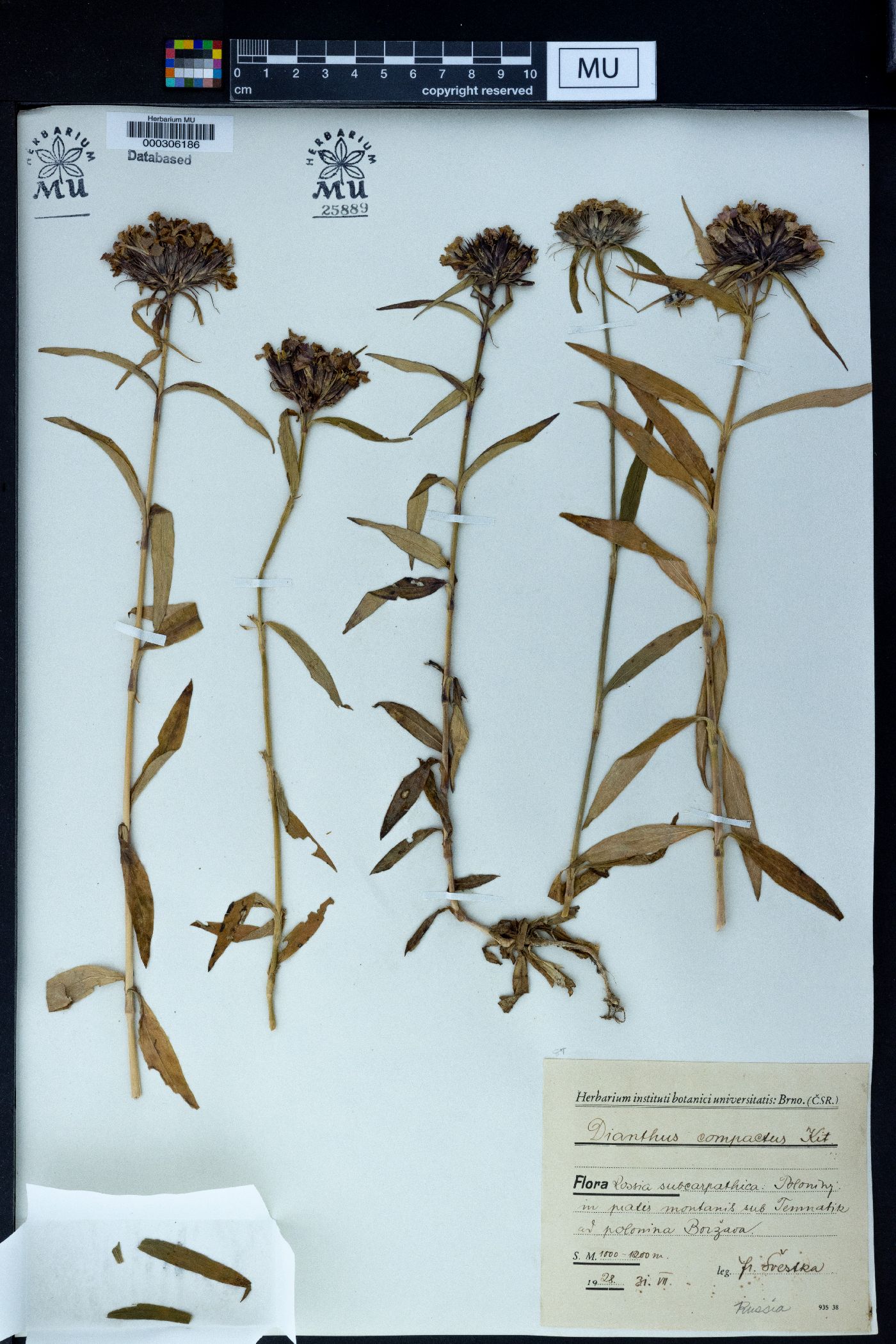 Dianthus barbatus subsp. compactus image