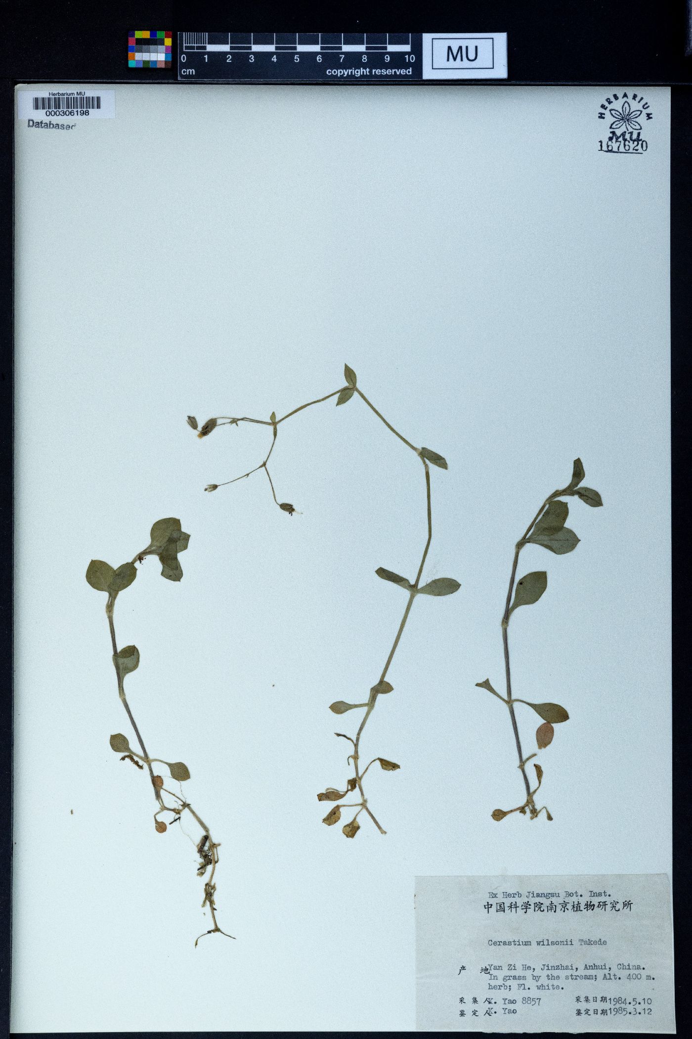 Cerastium wilsonii image