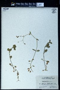 Image of Cerastium wilsonii