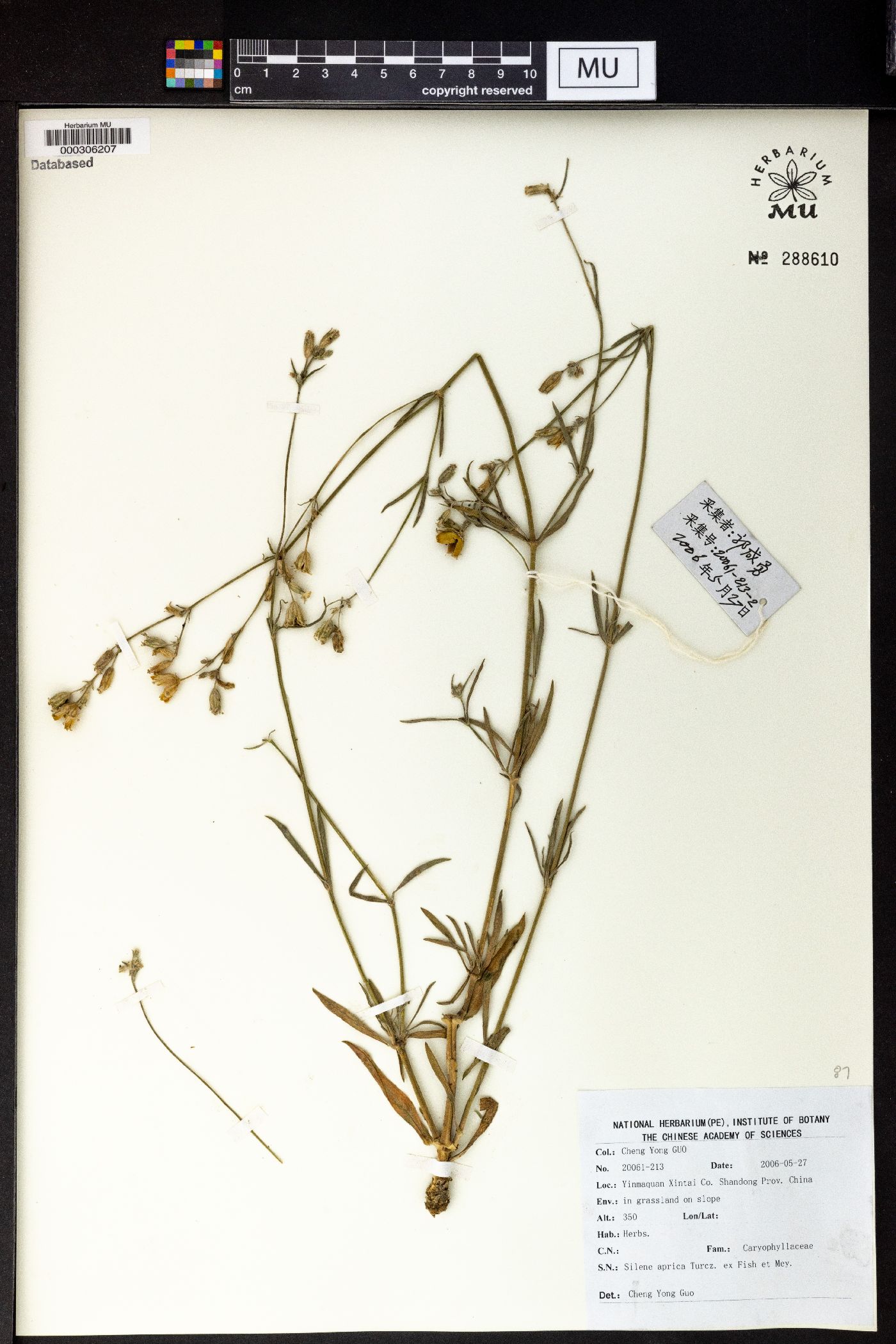 Silene aprica image