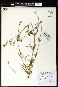 Silene aprica image