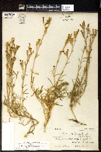 Silene supina image