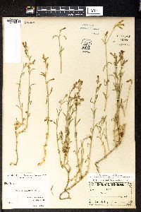 Silene supina image