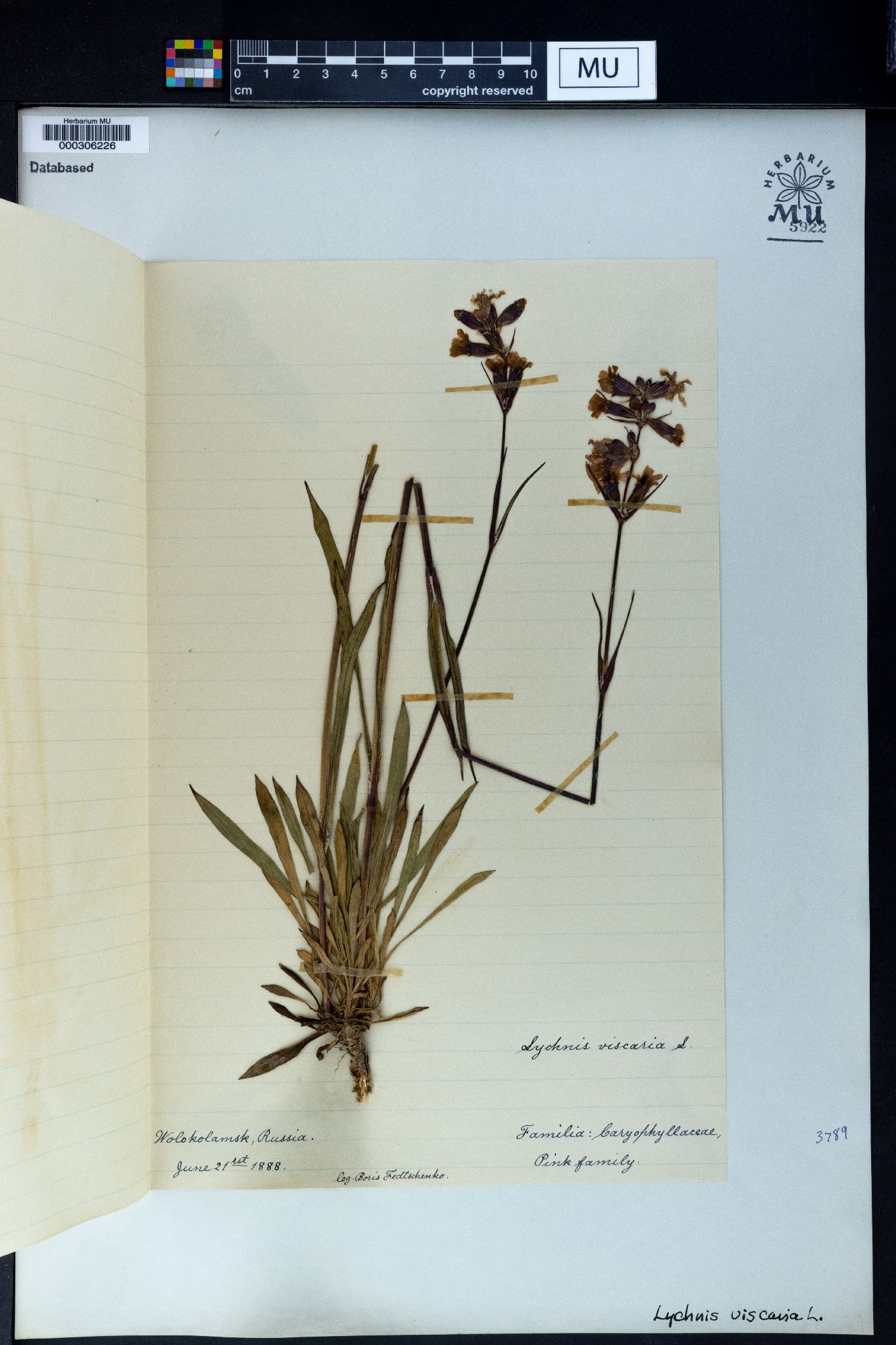 Silene viscaria image
