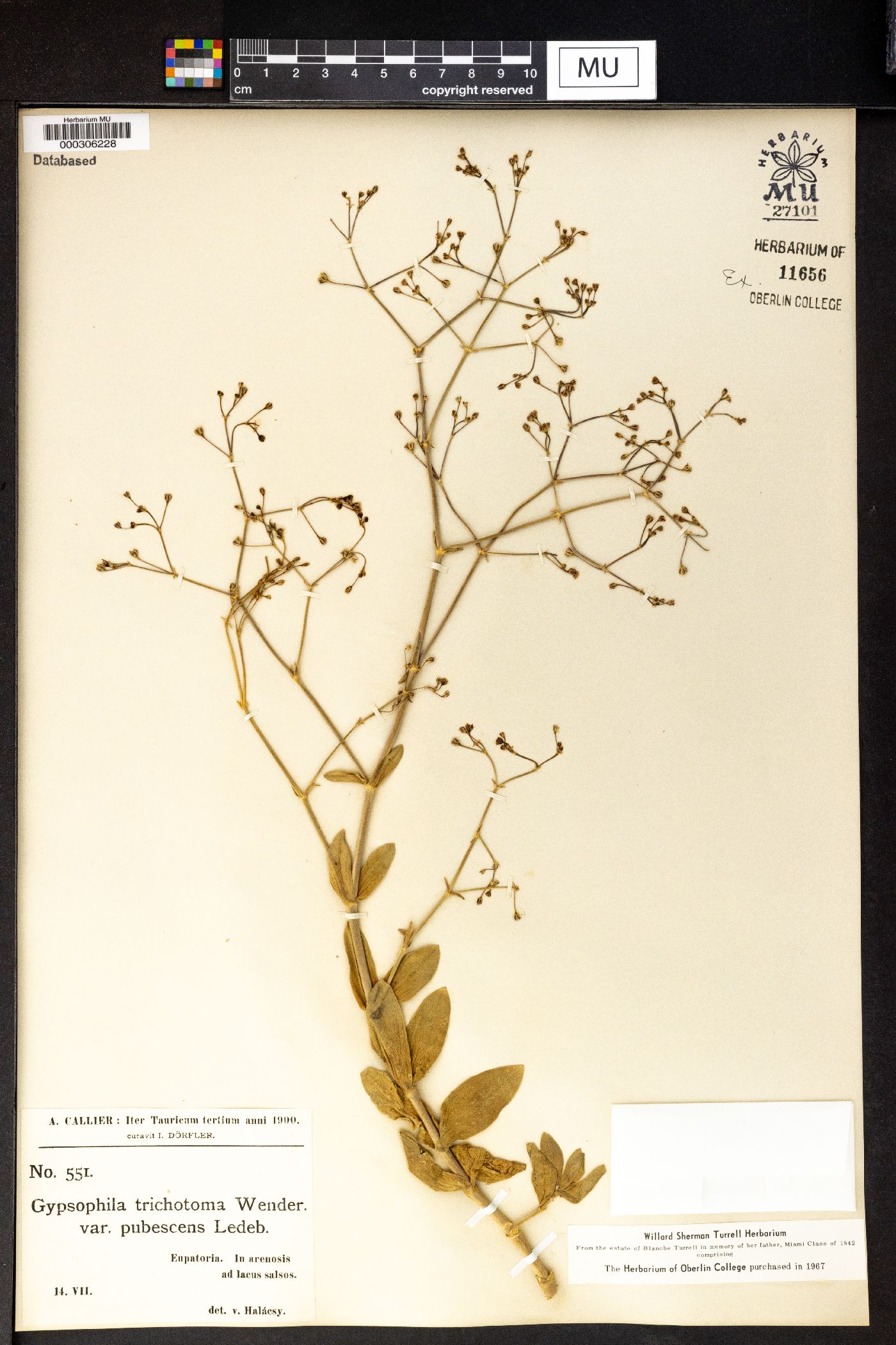 Gypsophila perfoliata image