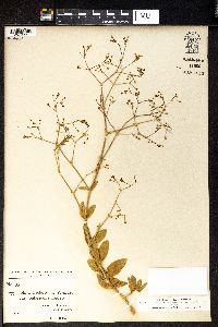 Gypsophila perfoliata image