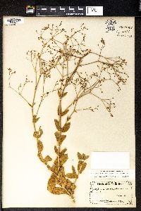 Gypsophila perfoliata image