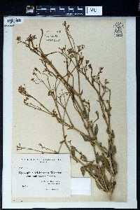 Gypsophila perfoliata image