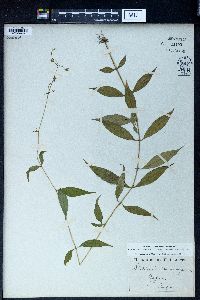 Stellaria monosperma image