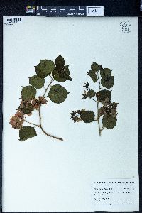 Bougainvillea glabra image