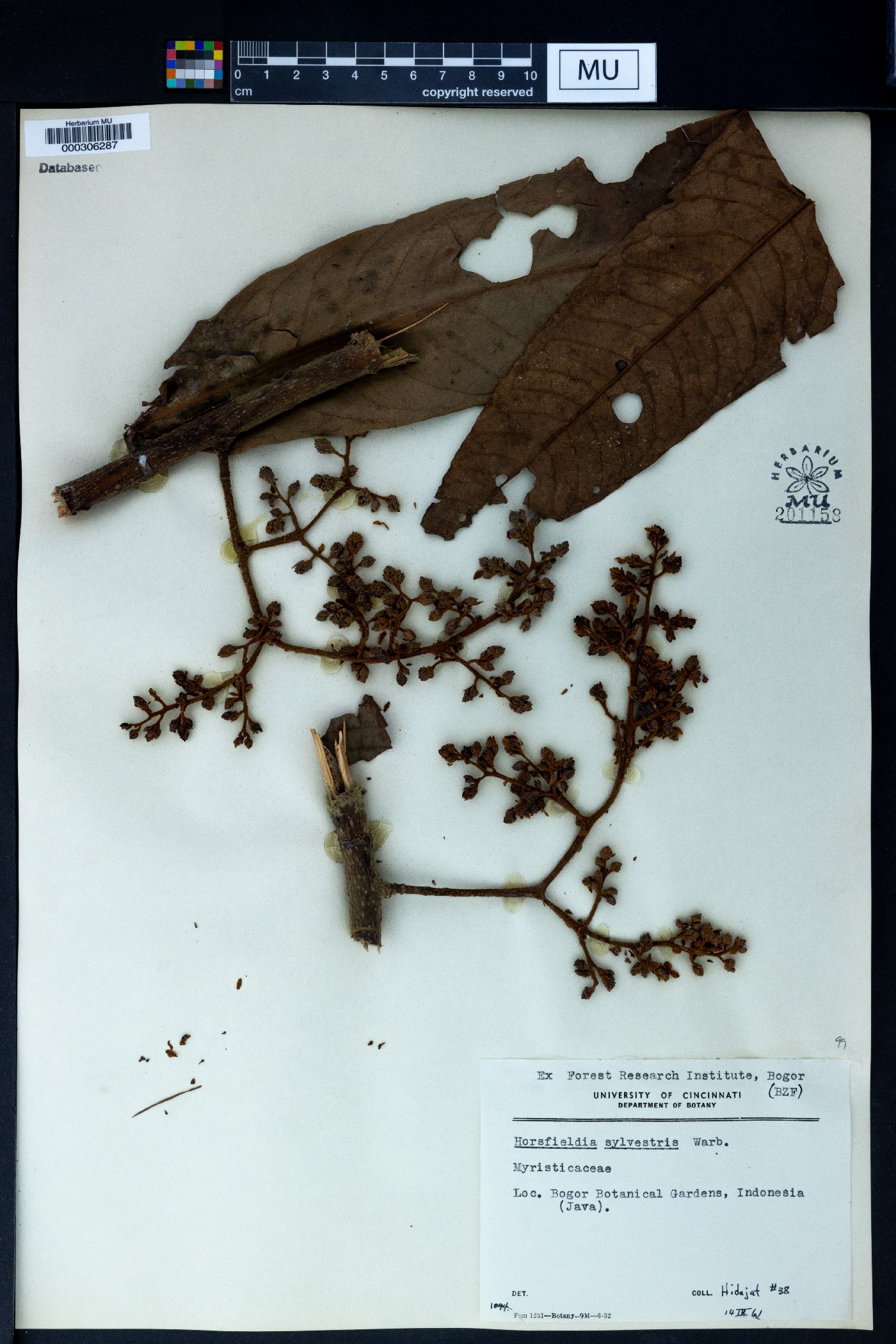 Horsfieldia sylvestris image
