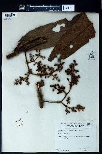 Horsfieldia sylvestris image