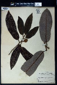 Myristica hypargyraea image