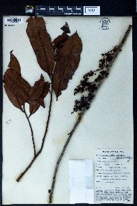 Horsfieldia bivalvis image