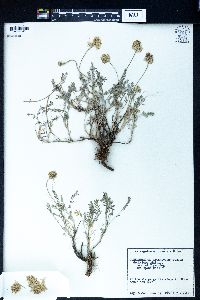 Astragalus alyssoides image