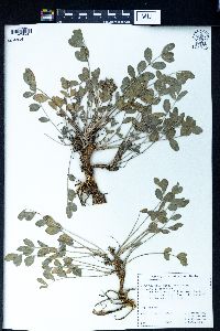 Astragalus calycinus image